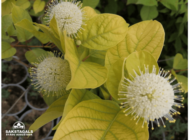 Cephalanthus occidentalis